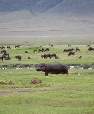 Im Ngorongoro Krater - auf Tuchfühlung mit der afrikanischen Tierwelt